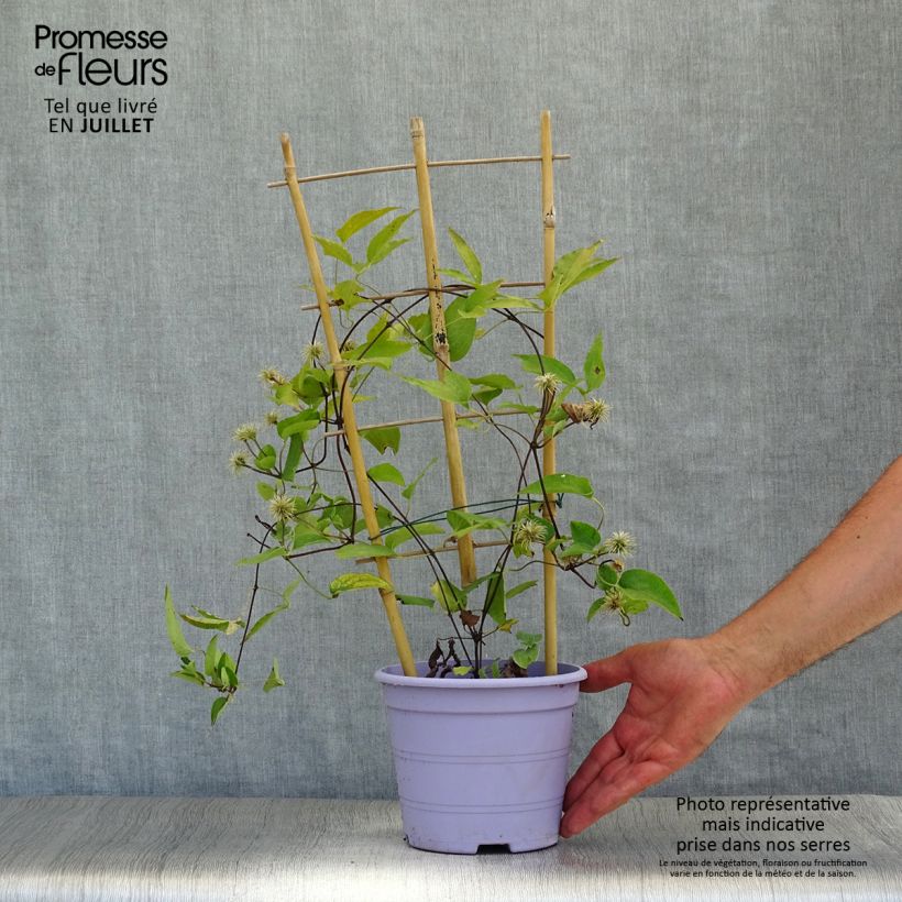 Clematis  Guiding Promise™ 2L/3L potShipped height around 30/40cm sample as delivered in summer