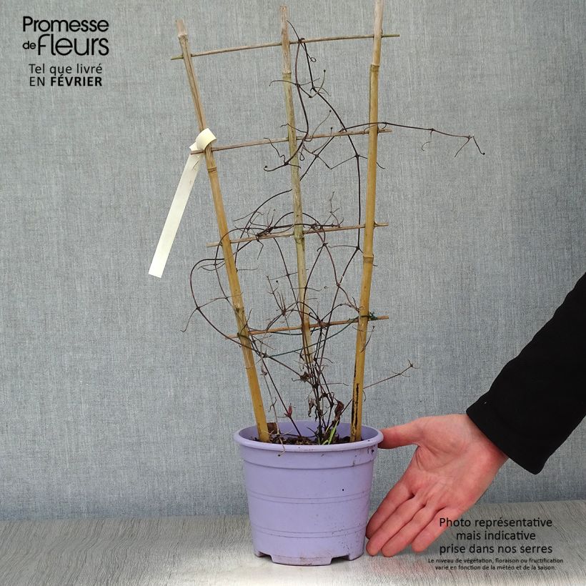 Clématite - Clematis Guiding Promise Pot de 2L/3L sample as delivered in winter