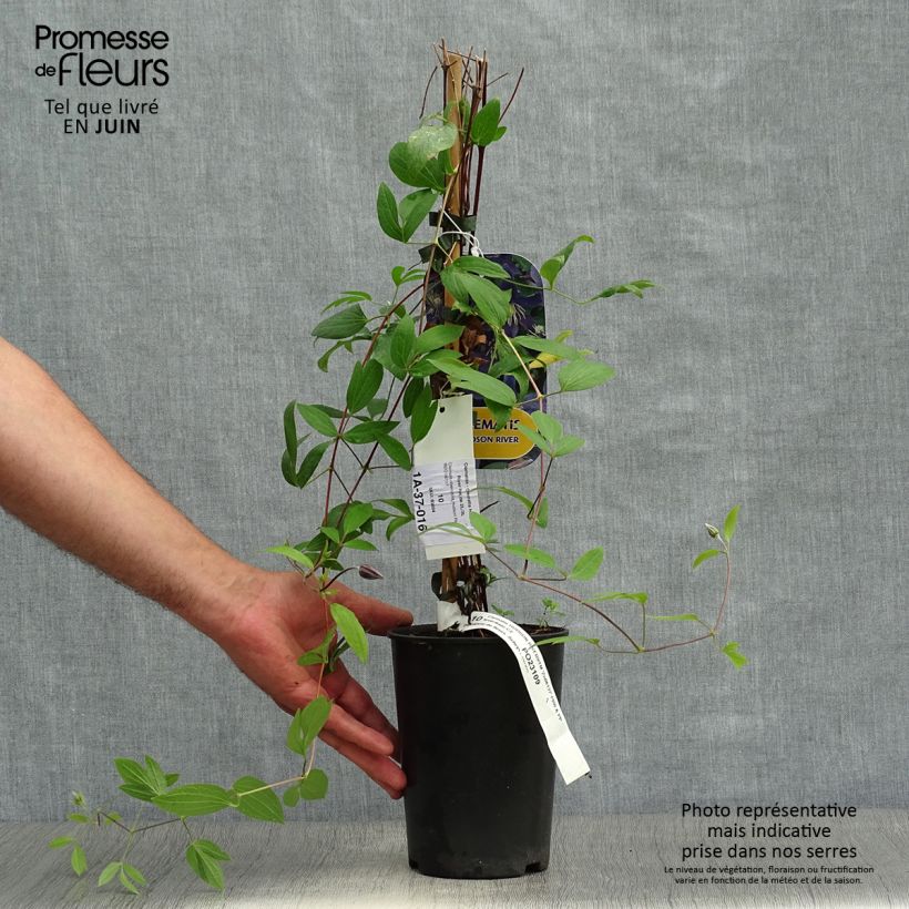 Clematis diversifolia Hudson River ®ZO 06137 2L/3L potShipped height around 30/40cm sample as delivered in summer