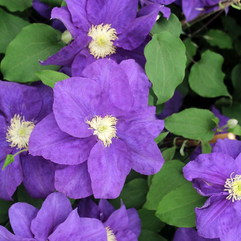 Clematis patens Kingfisher (Flowering)