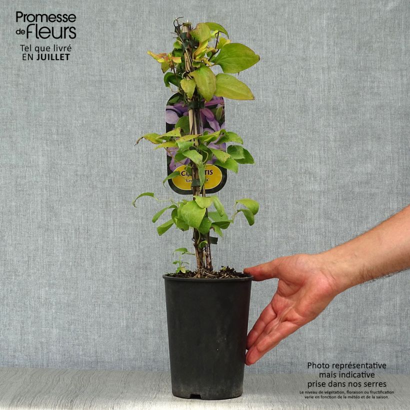 Clematis lanuginosa Lawsoniana 1.5L/2L pot sample as delivered in summer