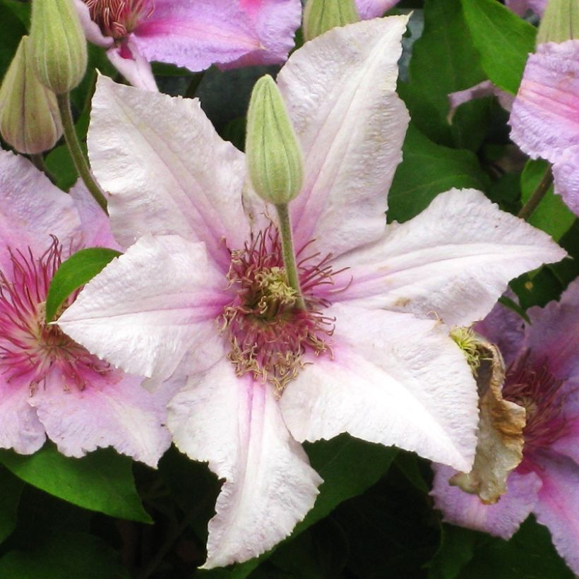 Clematis Marmori (Flowering)