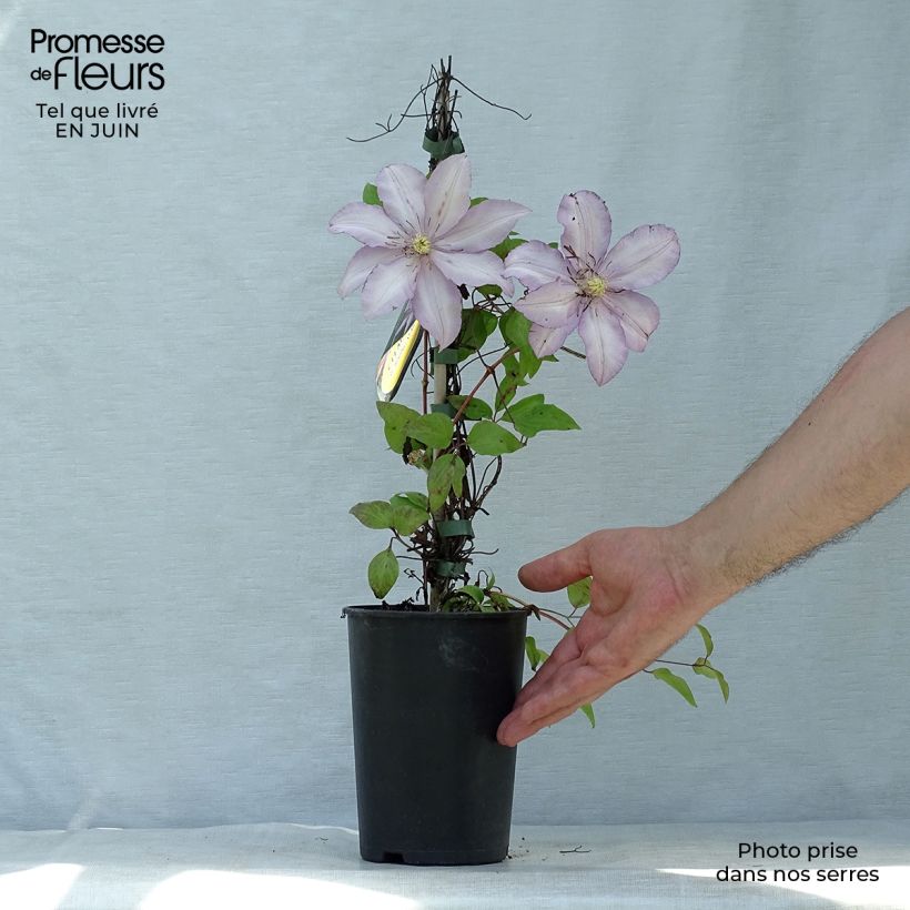 Clematis Morning Star 2L/3L pot sample as delivered in summer