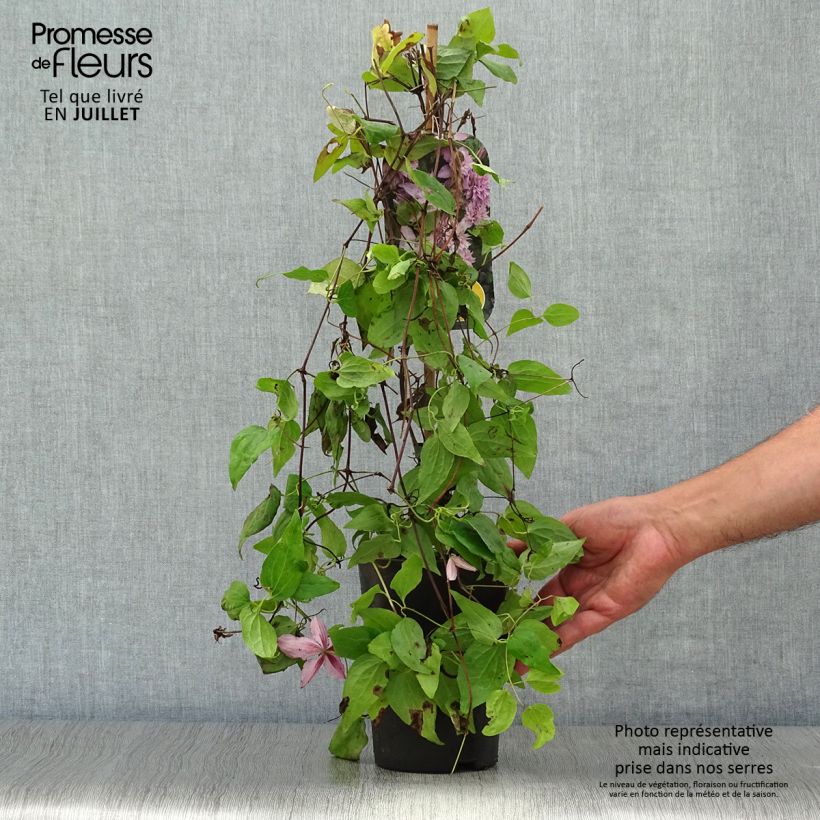 Clematis Multi Pink 2L/3L pot sample as delivered in summer