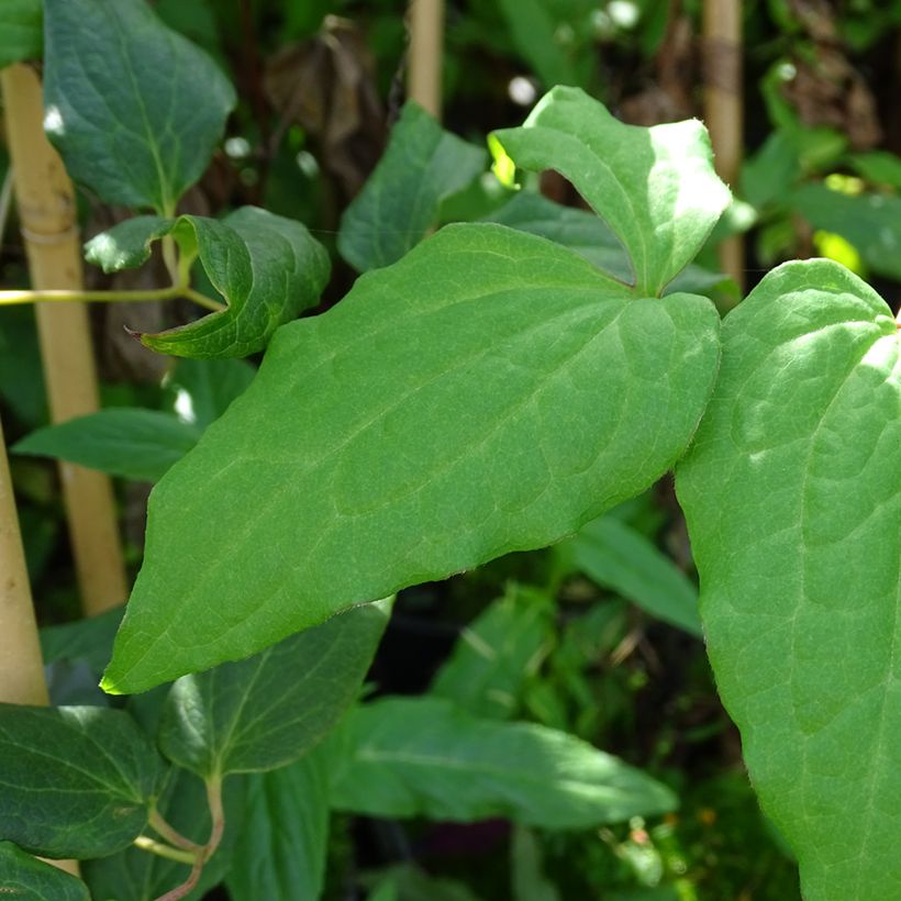 Clematis Niobe (Foliage)