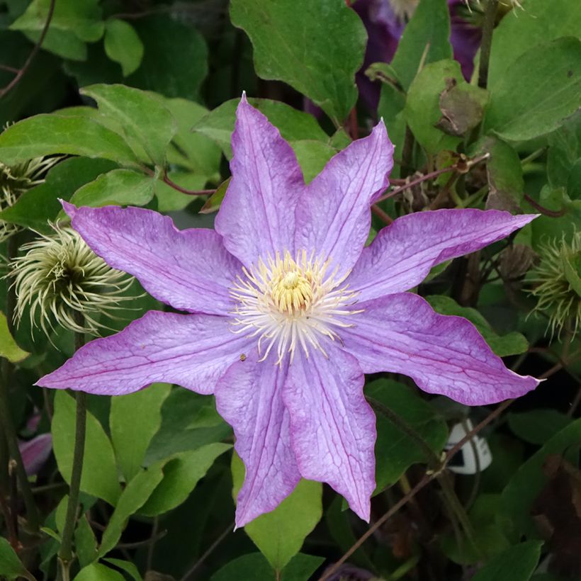 Clematis Palette (Flowering)