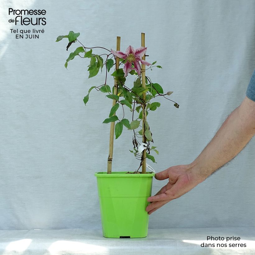 Clematis Patricia Ann Fretwell 1.5L/2L pot sample as delivered in summer