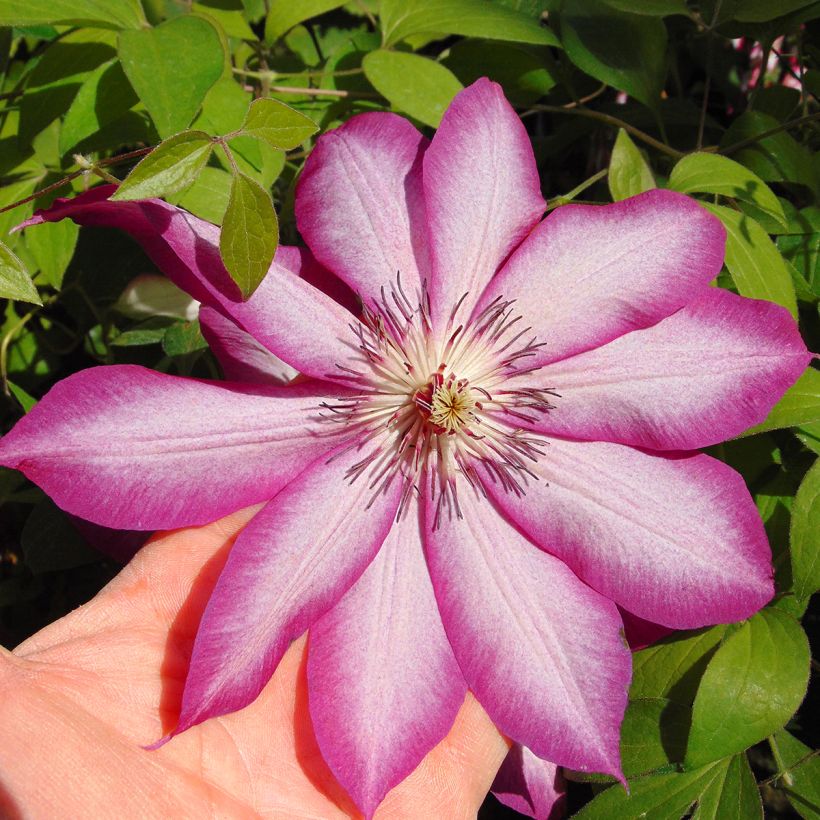 Clematis Picotee (Flowering)