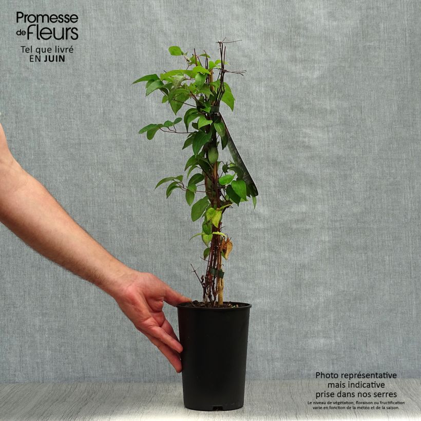 Clematis Picotee 2L/3L pot sample as delivered in summer