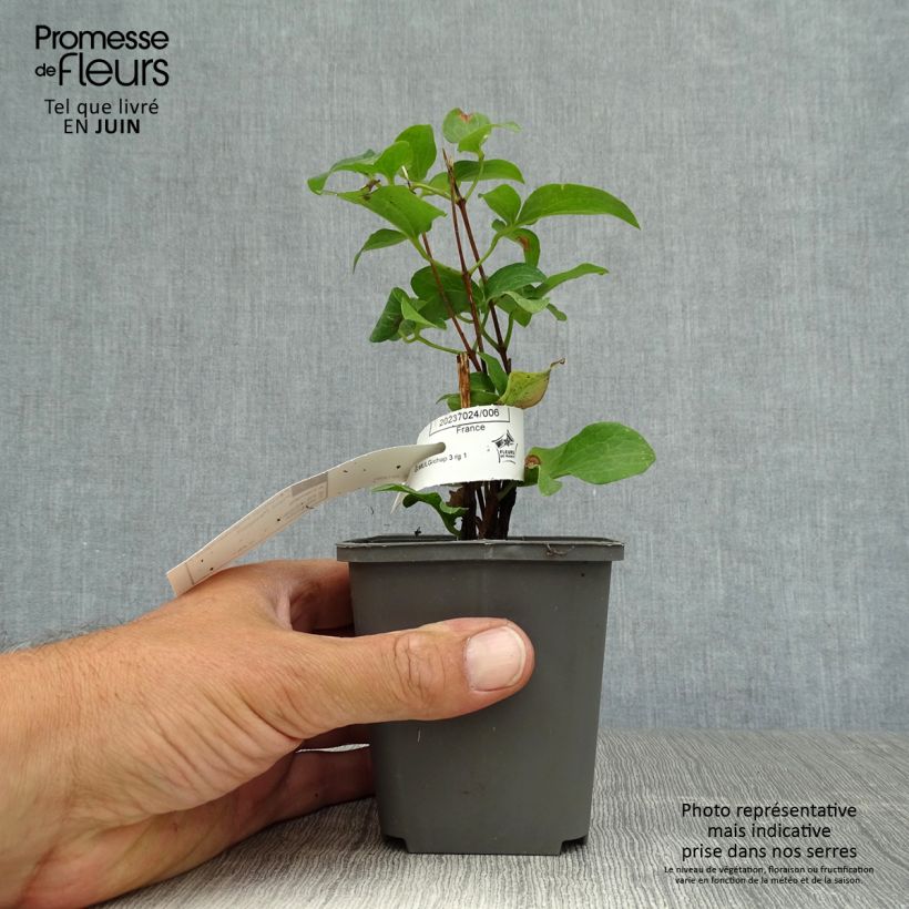 Clematis patens Piilu 8/9 cm pot sample as delivered in summer