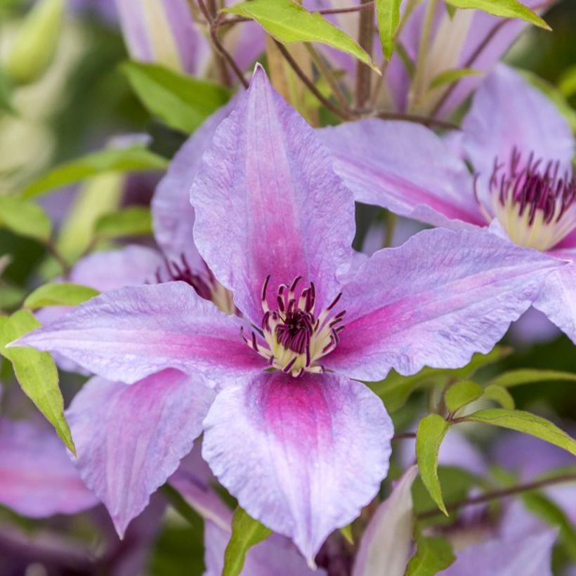 Clematis Proud Mary (Flowering)