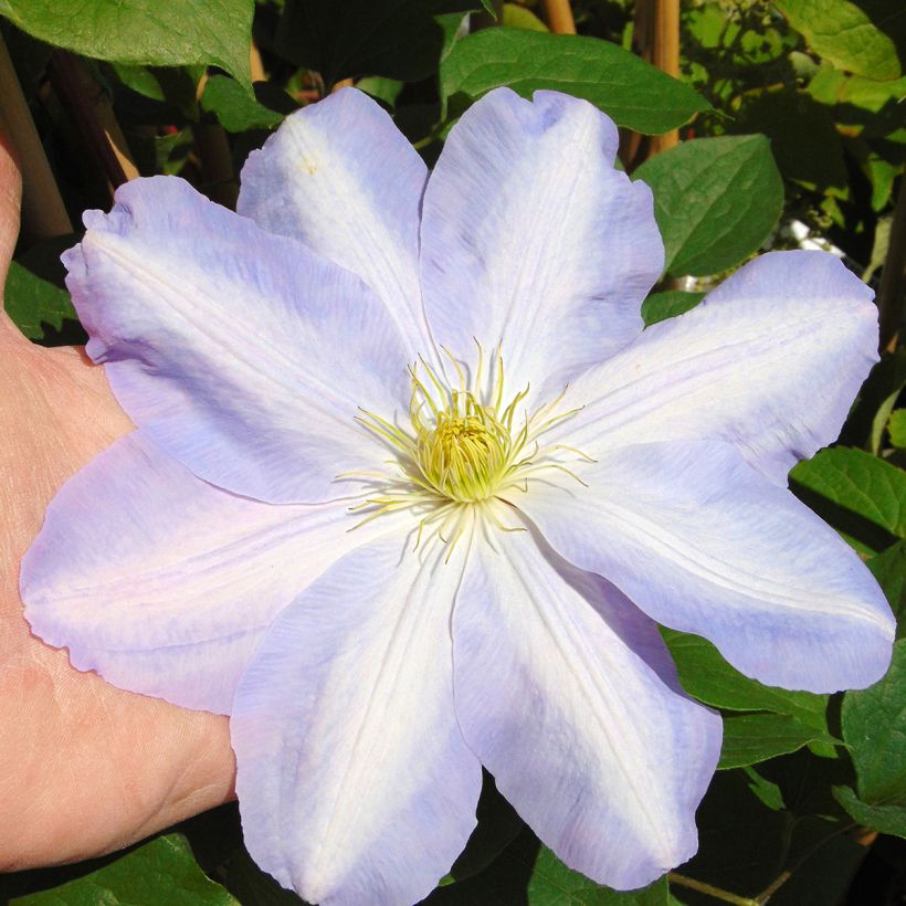 Clematis  Success Lavender (Flowering)