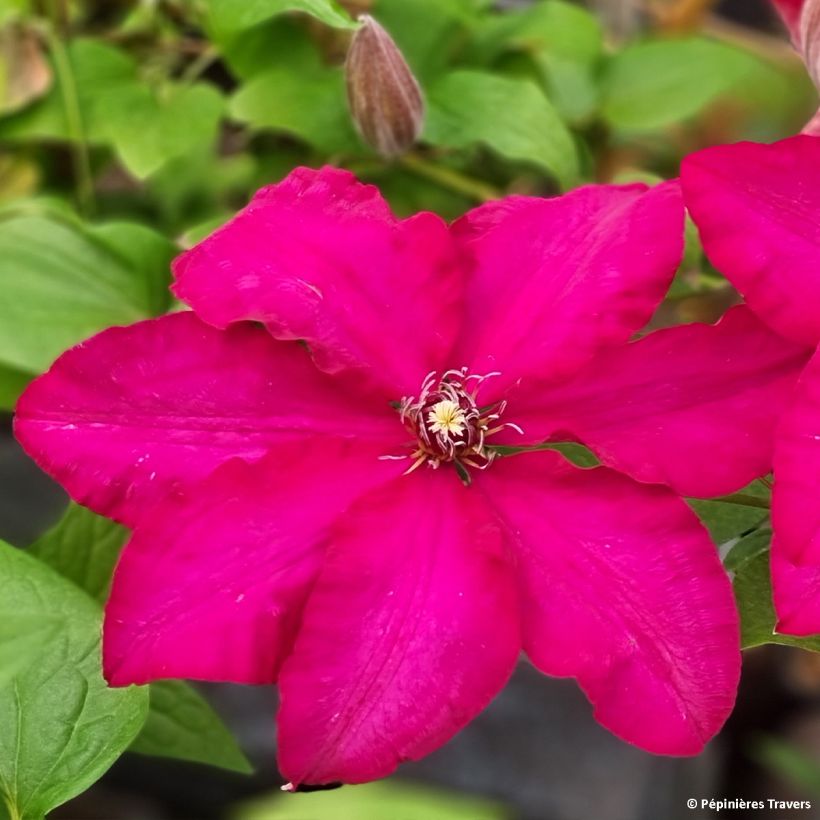 Clematis Solidarnosc (Flowering)