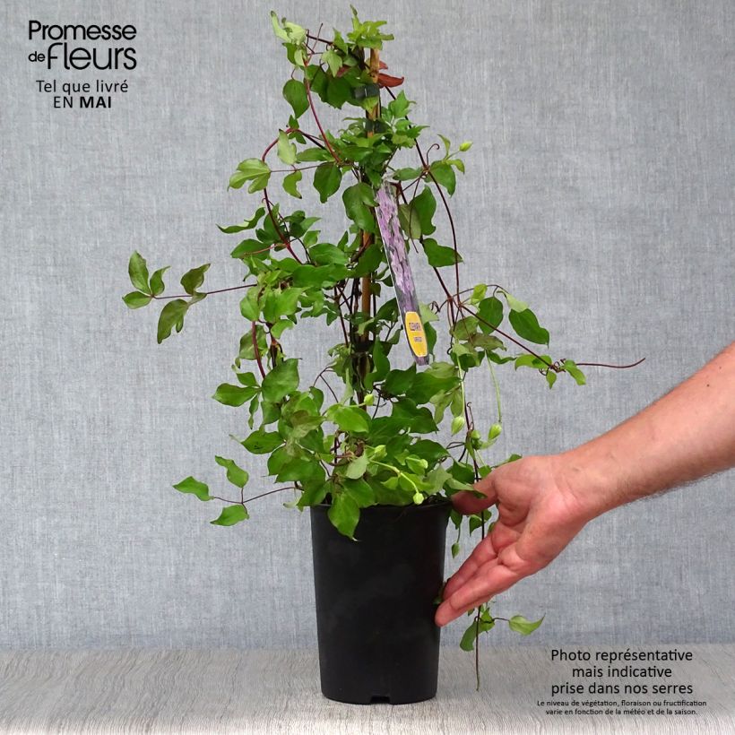Clematis Super Cute 2L/3L pot sample as delivered in spring