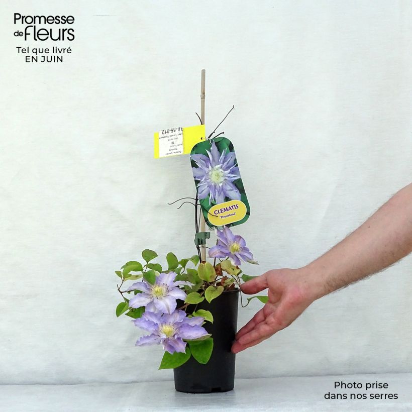 Clematis Thyrislund 1.5L/2L pot sample as delivered in summer