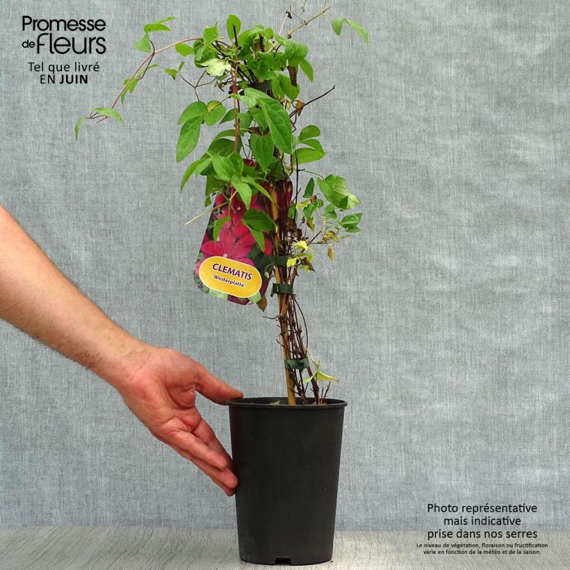 Clematis x patens Westerplatte 2L/3L pot sample as delivered in summer