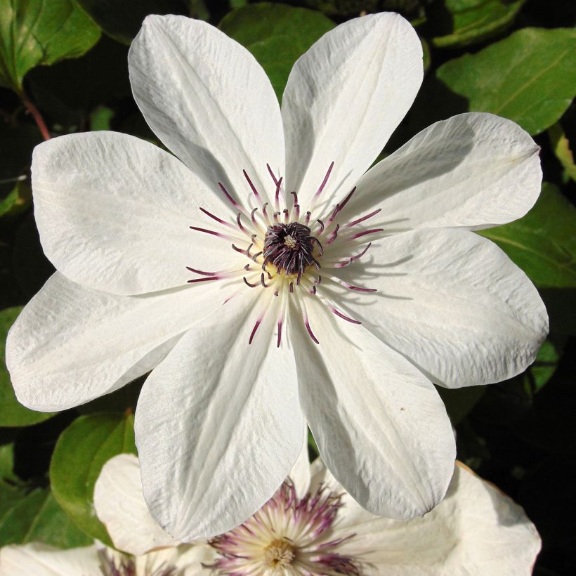 Clematis x patens White Pearl  (Flowering)