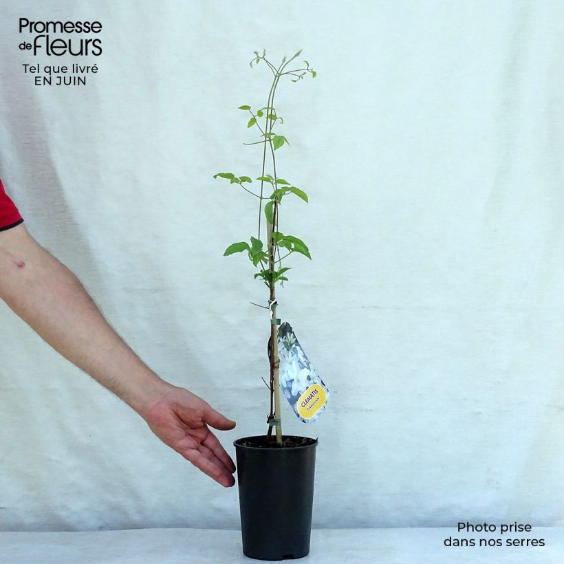 Clematis patens Yukikomachi 2L/3L pot sample as delivered in summer
