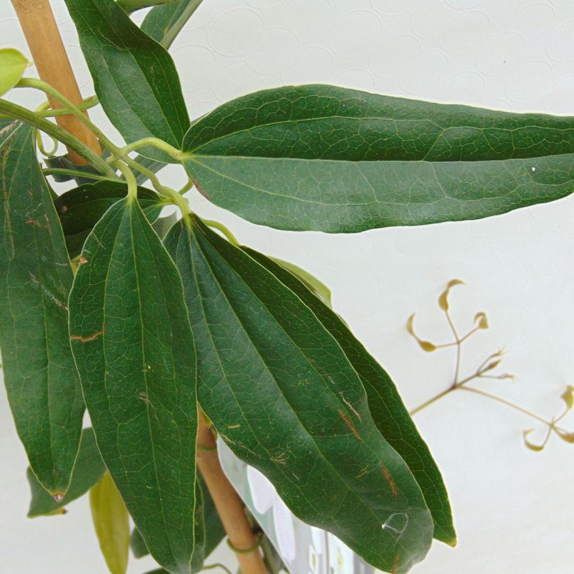 Clematis armandii - Evergreen Clematis (Foliage)