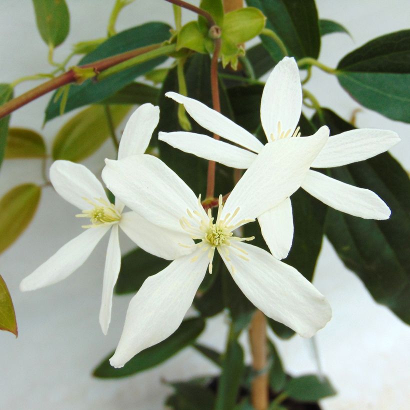 Clematis armandii - Evergreen Clematis (Flowering)
