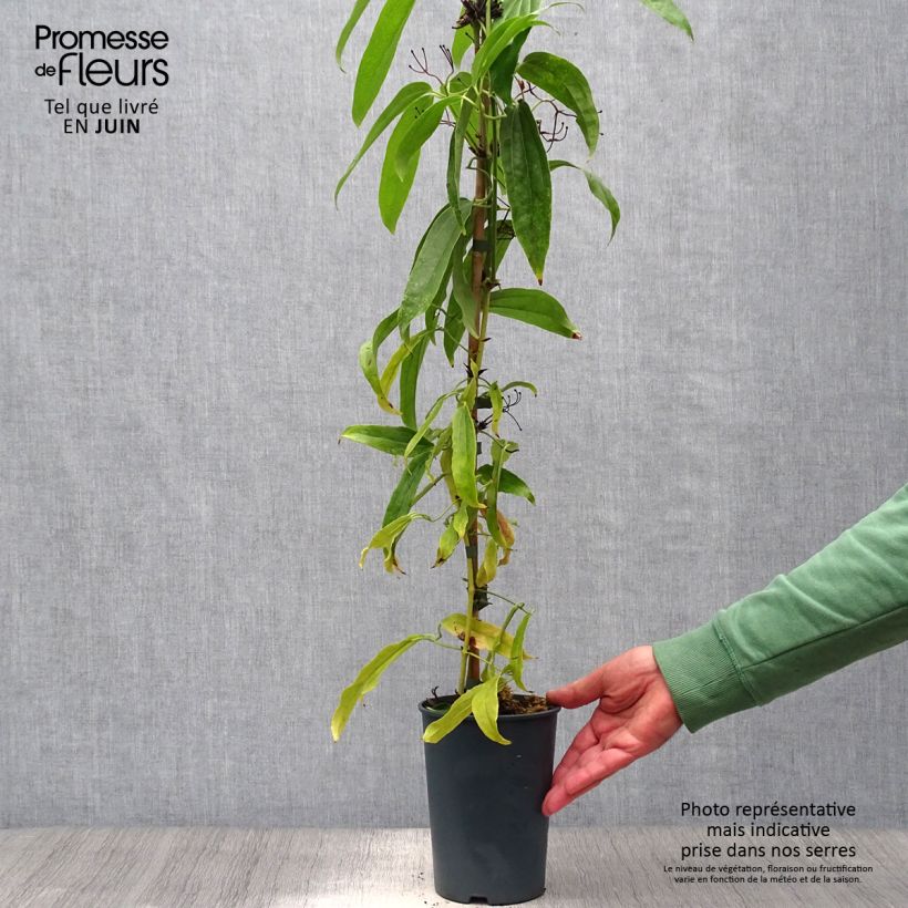 Clematis armandii - Evergreen Clematis 2L/3L pot sample as delivered in summer