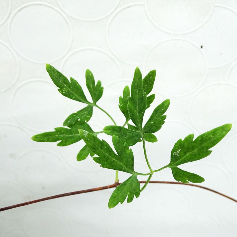 Clematis cirrhosa var. balearica (Foliage)