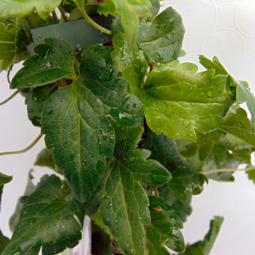 Clematis cirrhosa Freckles (Foliage)