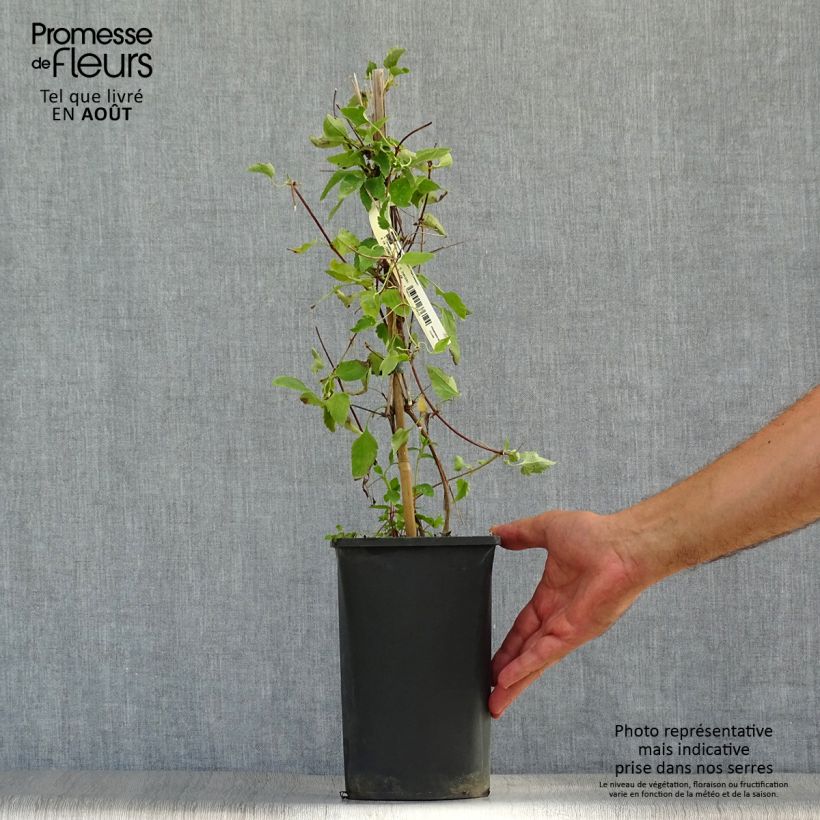 Clematis cirrhosa Freckles 2L/3L pot sample as delivered in summer