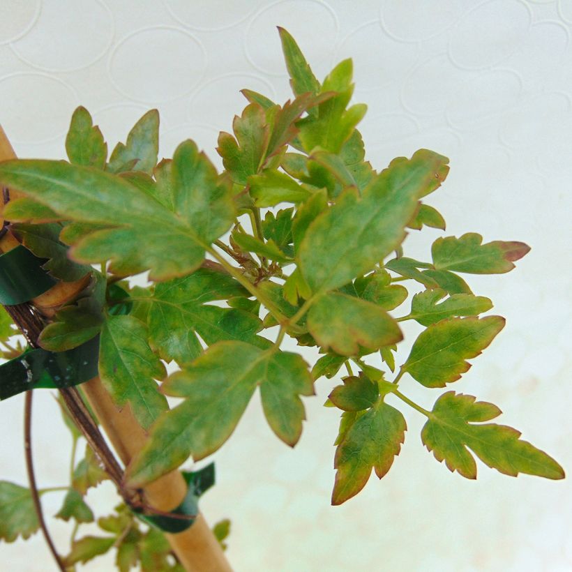 Clematis cirrhosa Winter Parasol (Foliage)