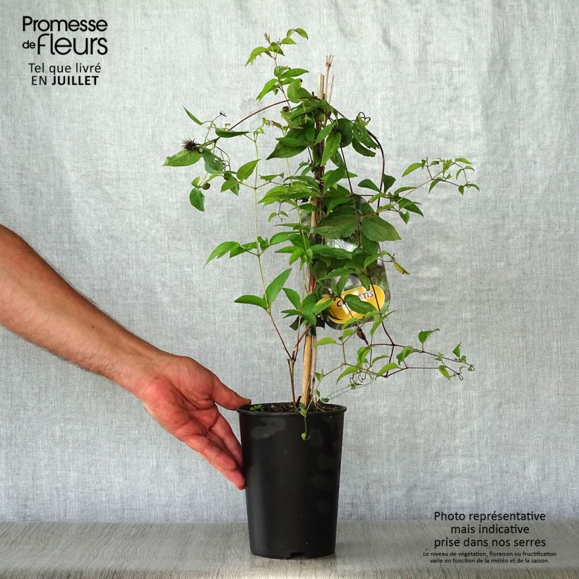 Clematis fusca  2L/3L pot sample as delivered in summer