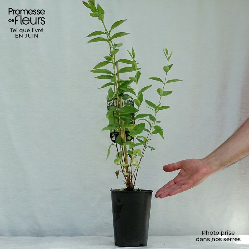 Clematis integrifolia Alba 2L/3L pot sample as delivered in summer