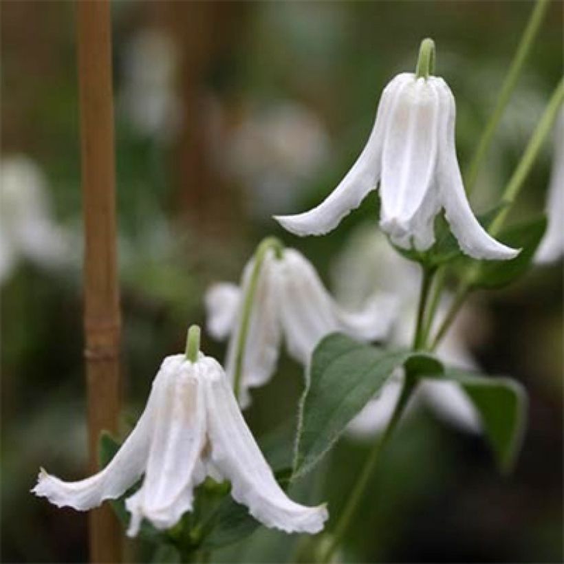 Clematis integrifolia Baby White (Flowering)
