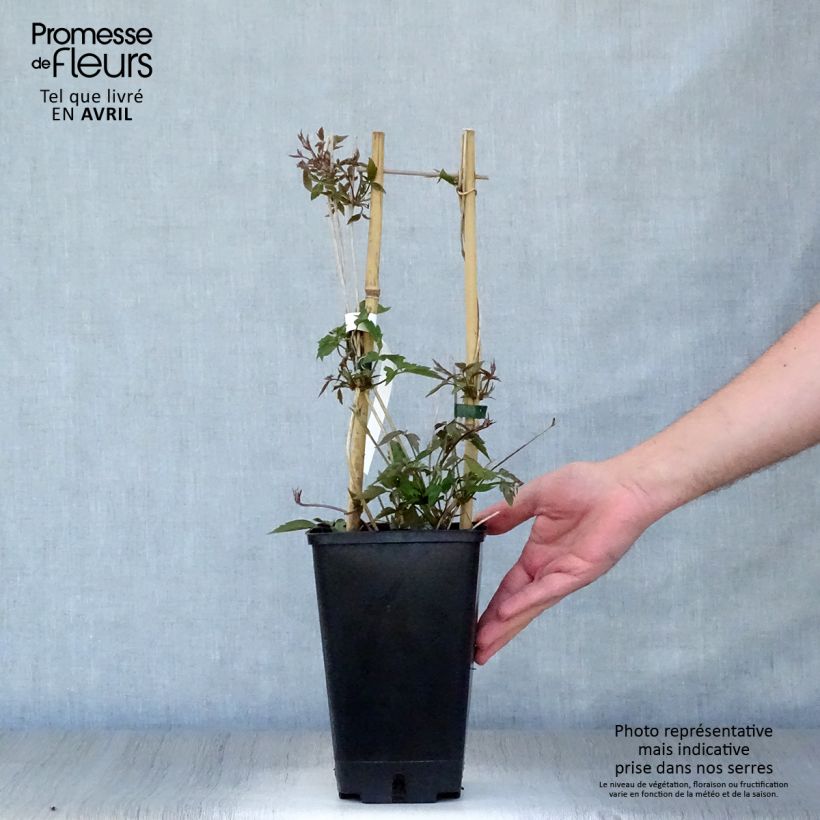 Clematis montana Spooneri 2L/3L potShipped height around 30/40cm sample as delivered in spring