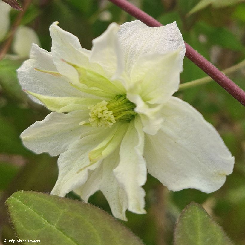 Clematis montana Starlet White Perfume - Anemone Clematis (Flowering)