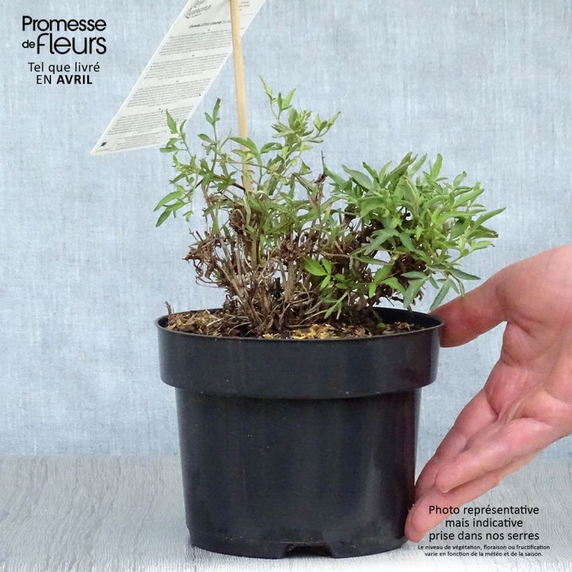 Clematis Little Lemons 2L/3L pot sample as delivered in spring