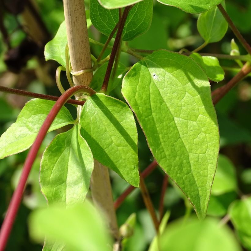 Clematis texensis Princess Kate - Scarlet Leather Flower (Foliage)