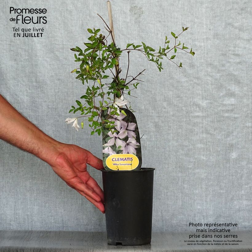 Clematis viticella Alba Luxurians - Italian Leather Flower 2L/3L pot sample as delivered in summer
