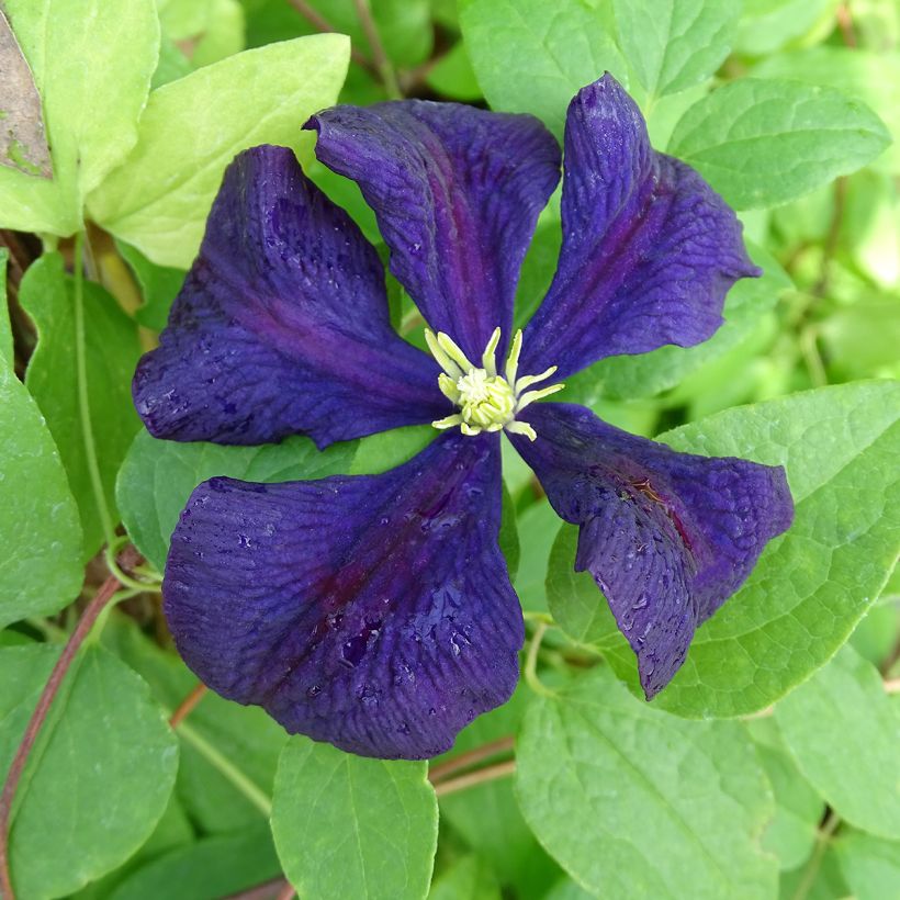 Clematis x viticella 'Etoile Violette' (Flowering)