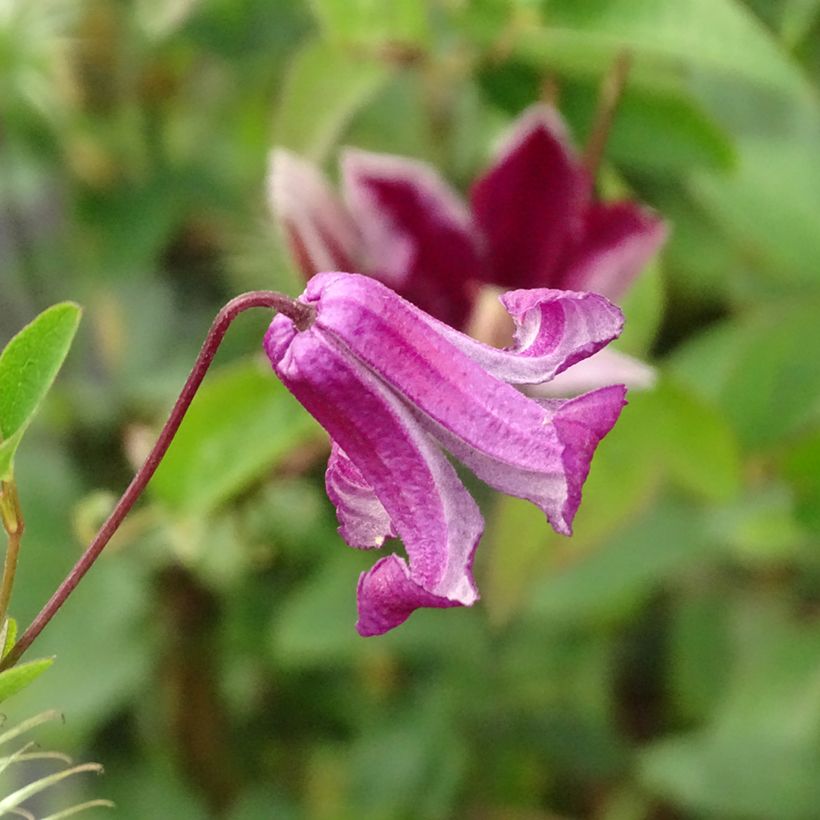 Clematis viticella Queen Mother (Flowering)