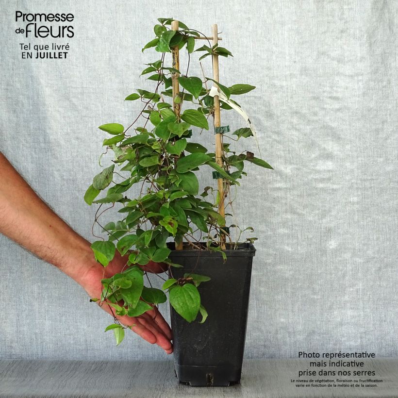 Clematis Henryi 1.5L/2L pot sample as delivered in summer