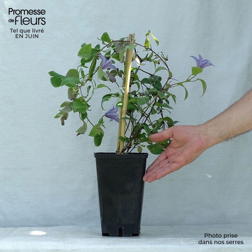 Clematis viticella Justa 1.5L/2L pot sample as delivered in summer