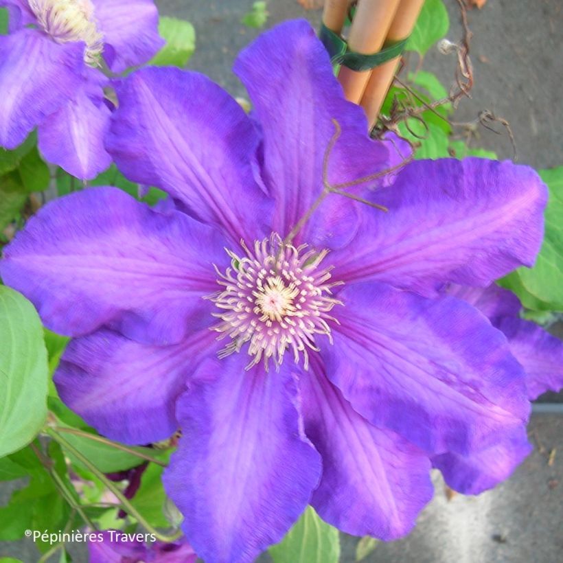 Clematis Kjell (Flowering)