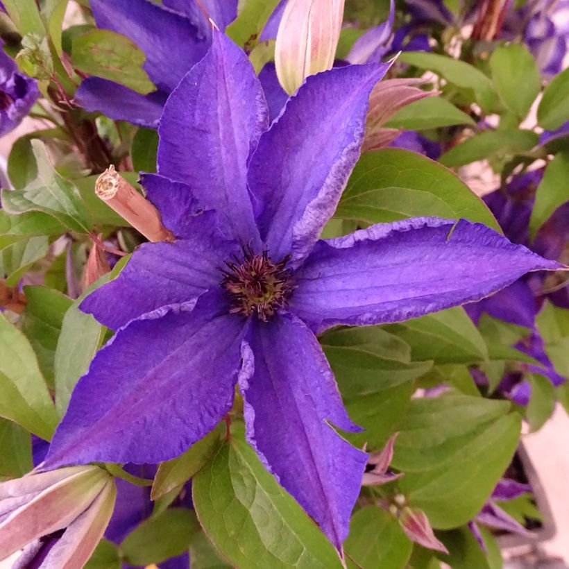 Clematis patens Viva la Vida  (Flowering)