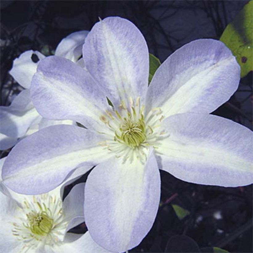 Clematis patens Yukikomachi (Flowering)
