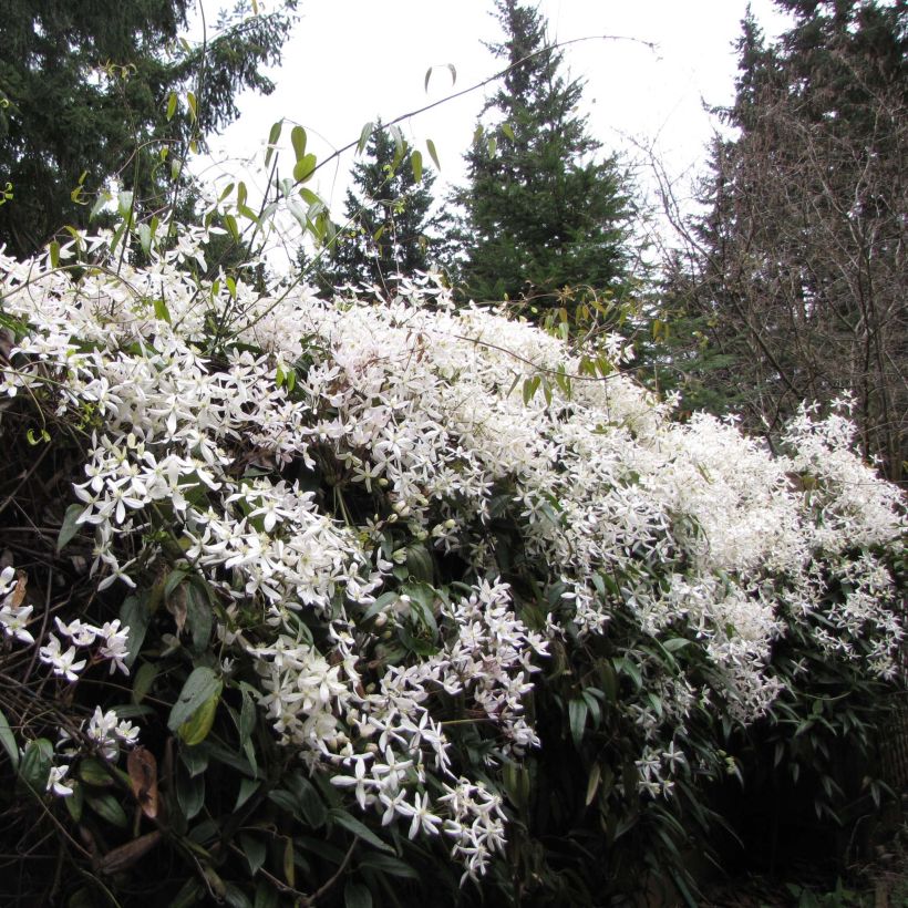 Clematis armandii Snowdrift - Evergreen Clematis (Plant habit)