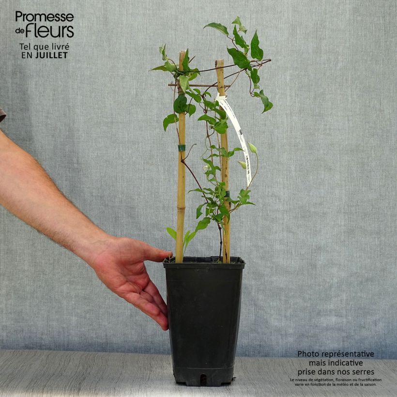 Clematis florida Utopia 2L/3L potShipped height around 30/40cm sample as delivered in summer