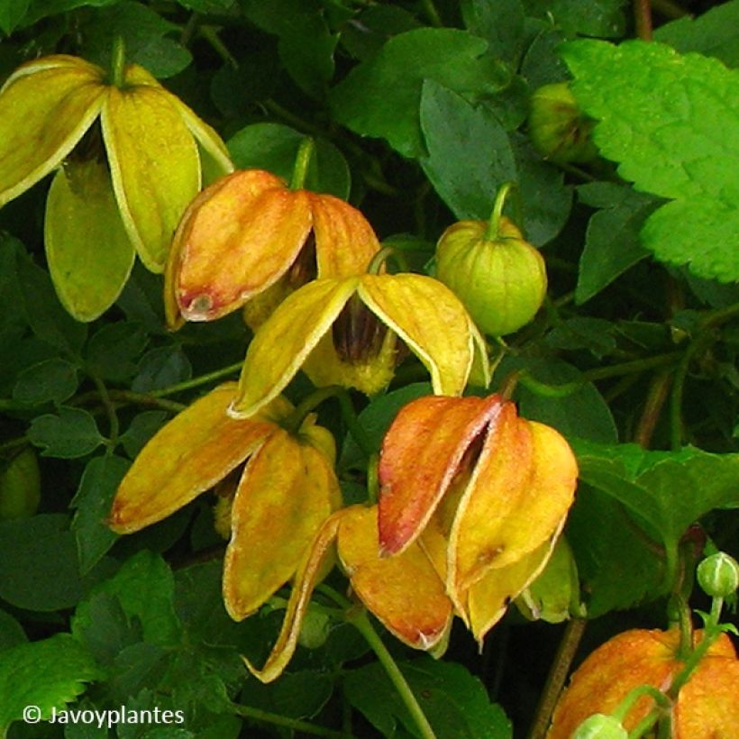 Clematis tangutica Red Balloon (Flowering)
