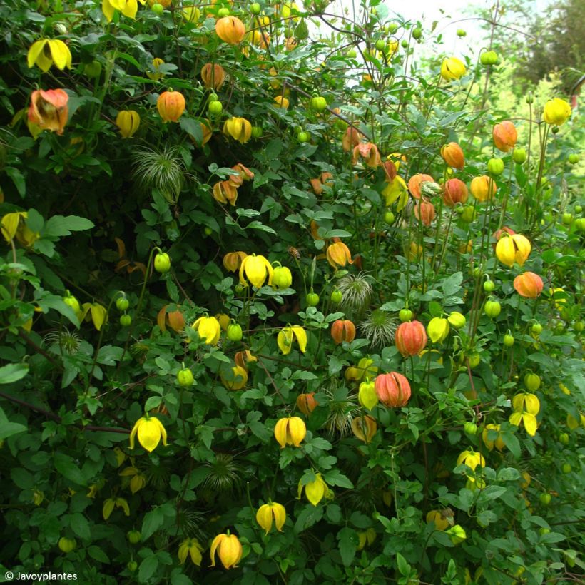 Clematis tangutica Red Balloon (Plant habit)
