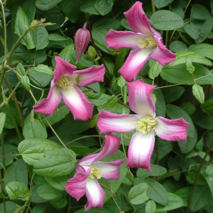 Clematis x texensis Odoriba (Flowering)