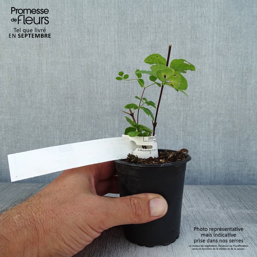 Clematis viticella 'Purpurea Plena Elegans' 8/9 cm pot sample as delivered in summer